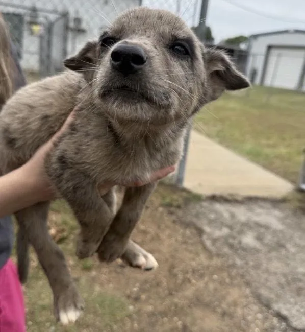 A baby medium-sized male Cattle Dog dog named Pua for adoption in Bronx, NY