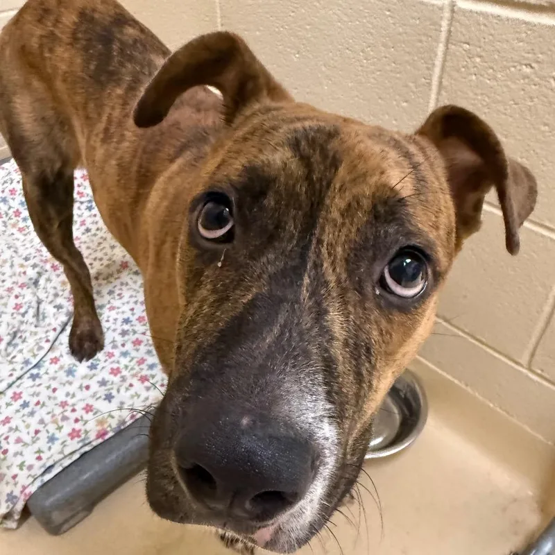 A young large-sized male Brindle Mixed Breed dog named Beasley for adoption in Winston-Salem, NC