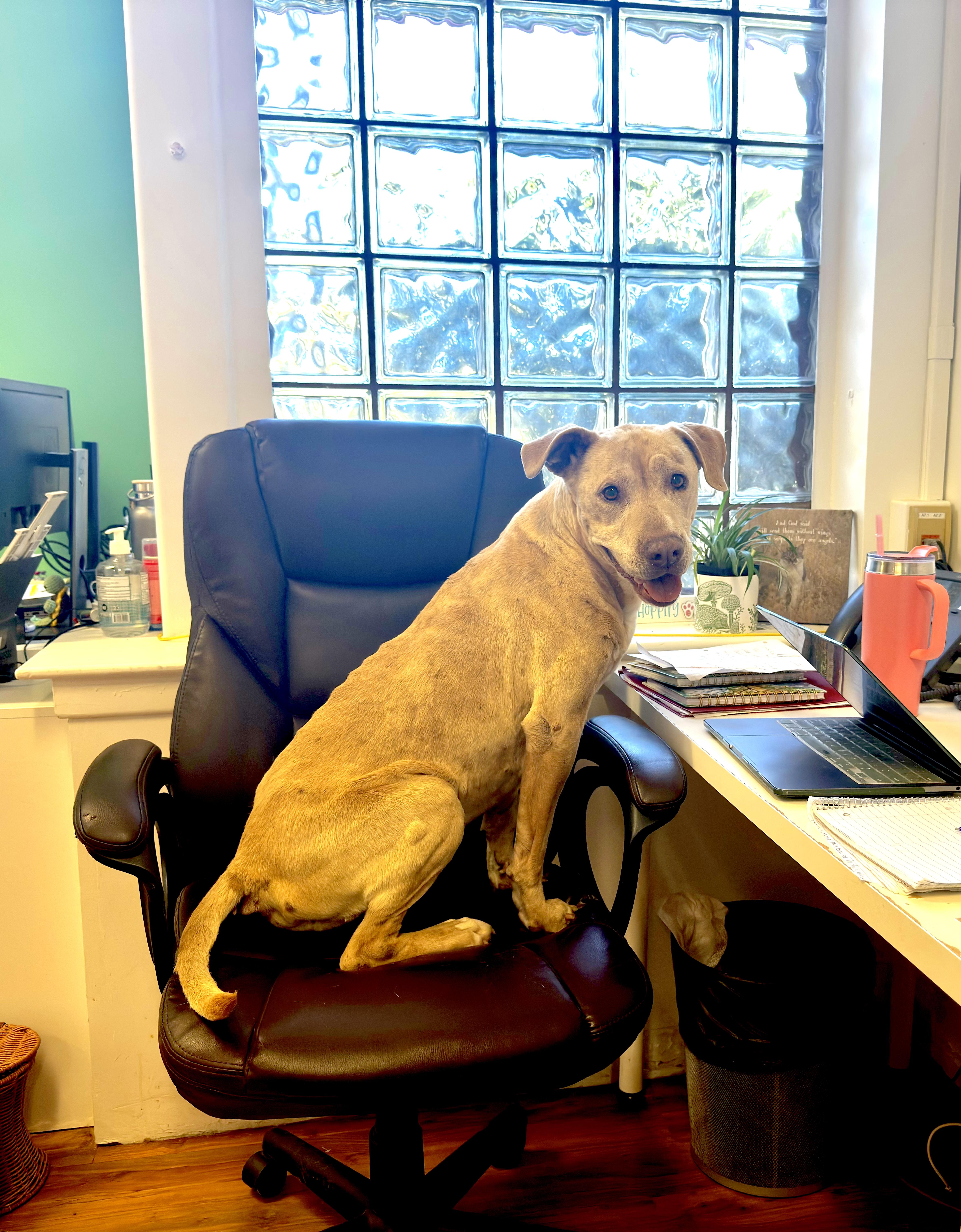 A senior medium-sized female Golden Labrador Retriever dog named Esther for adoption in Grass Valley, CA