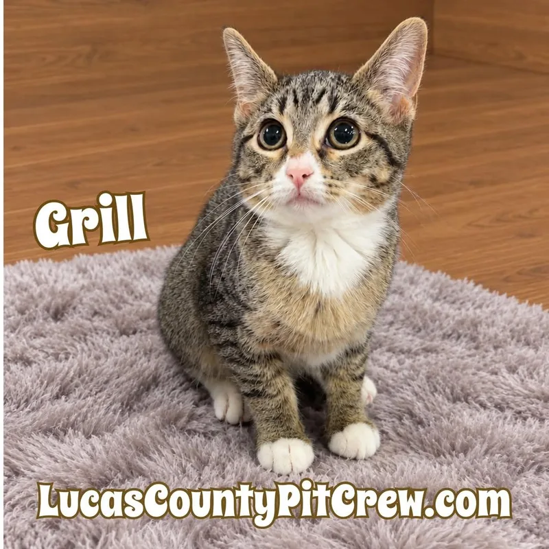 A baby medium-sized female Tabby (Gray / Blue / Silver) Domestic Short Hair cat named Grill for adoption in Toledo, OH