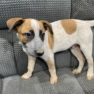 A young medium-sized male Brown / Chocolate Cattle Dog dog named Gravy for adoption in South Elgin, IL