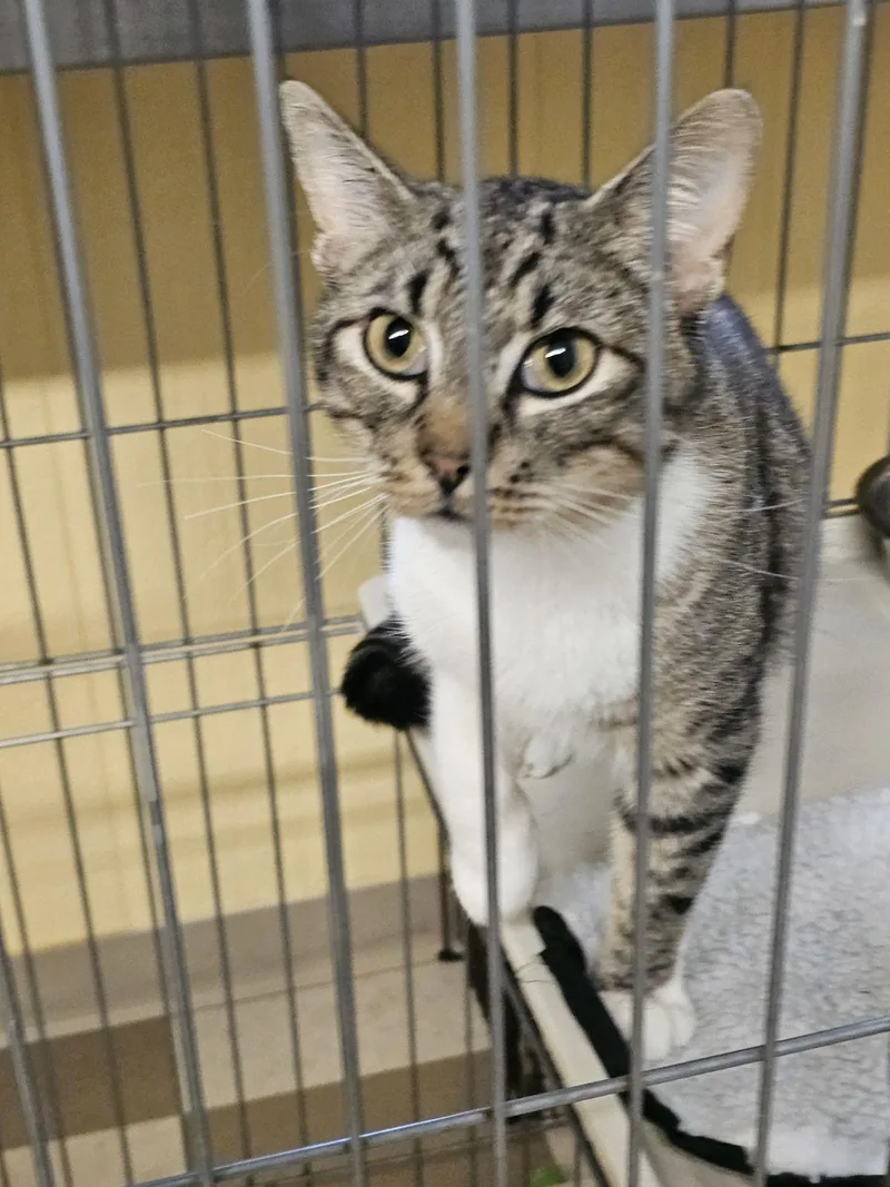A young medium-sized male Tabby (Brown / Chocolate) Domestic Short Hair cat named Charlie for adoption in North East, MD