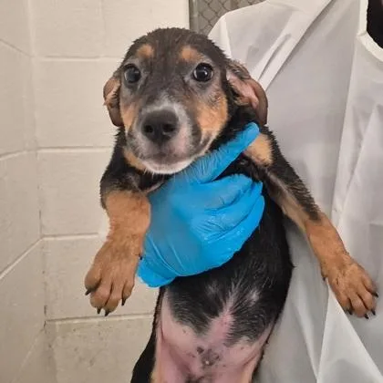 A baby medium-sized male Australian Shepherd dog named Elmo for adoption in Morton Grove, IL