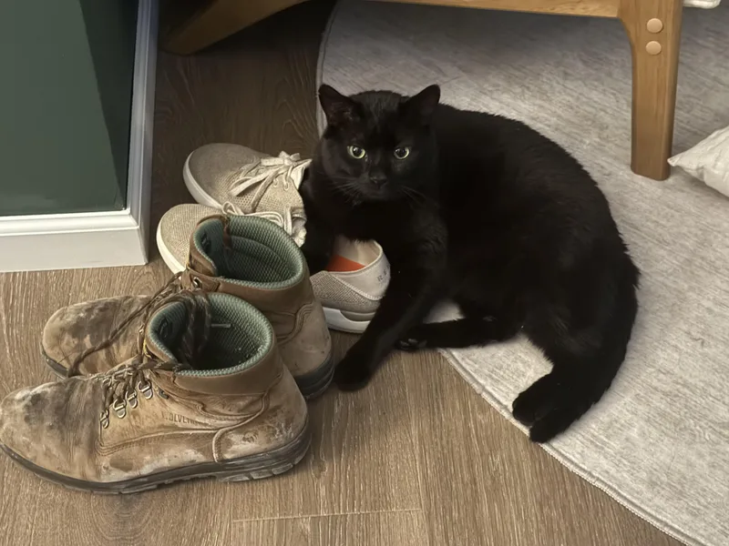 An adult large-sized male Black Domestic Short Hair cat named Big Buddy for adoption in Galloway, NJ