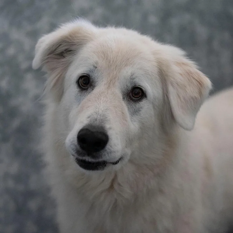 An adult large-sized female White / Cream Great Pyrenees dog named Nola JN for adoption in Peyton, CO