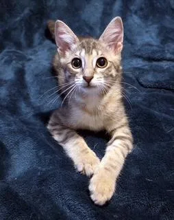 A baby medium-sized female Gray & White Tabby cat named Georgia for adoption in Phoenix, AZ