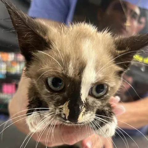 A baby small-sized female Brown / Chocolate Domestic Medium Hair cat named Lady Ladronna for adoption in Fredericksburg, VA