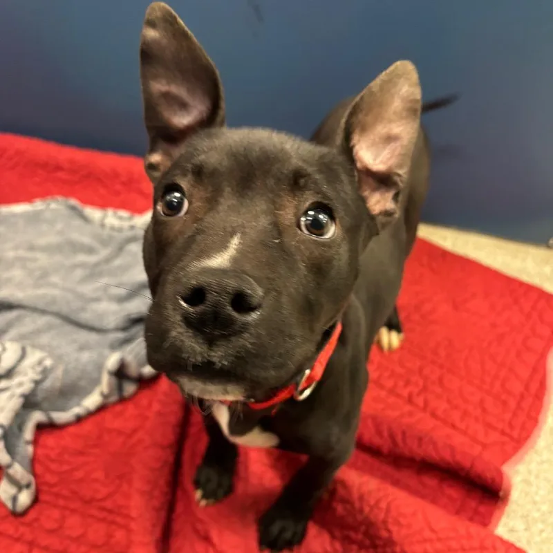A baby small-sized female Black Mixed Breed dog named Sweet Pea for adoption in Washington Township, OH