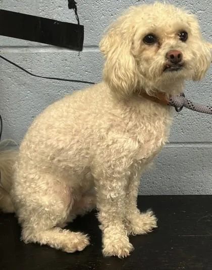 An adult small-sized male Mixed Breed dog named Alfie for adoption in Chamblee, GA