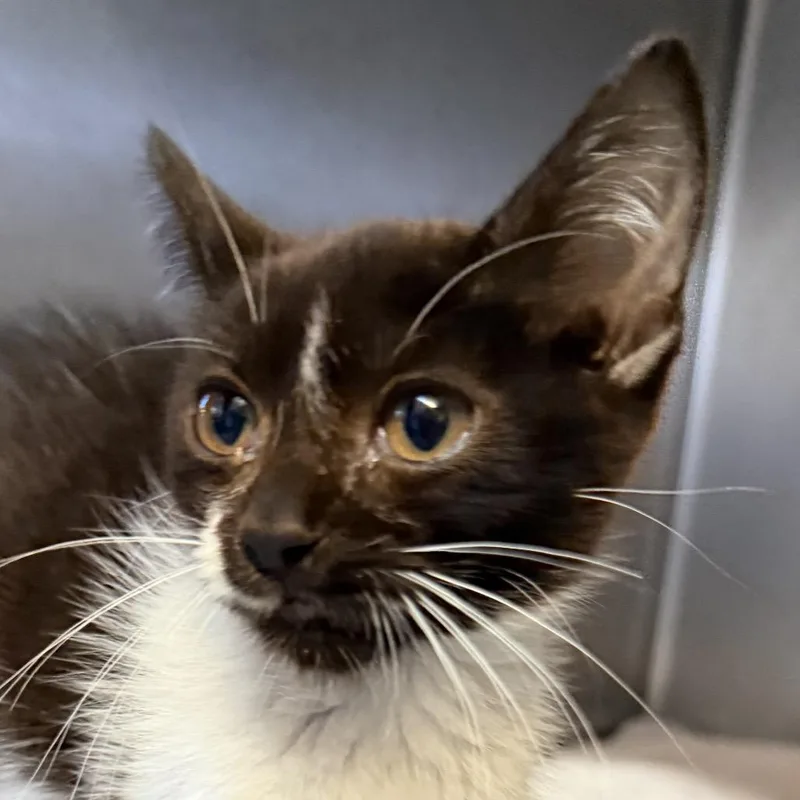 A baby small-sized female Black Domestic Medium Hair cat named Penguin for adoption in Palm Springs, CA