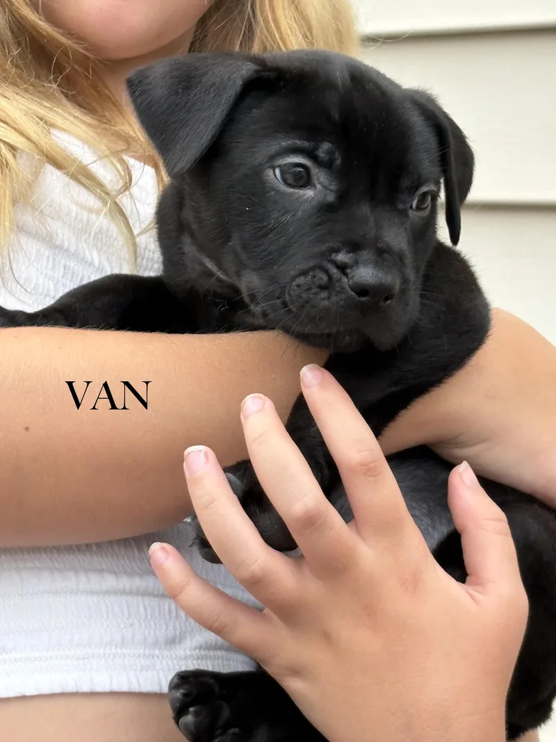 A baby medium-sized male Labrador Retriever dog named Van for adoption in Aurora, IL