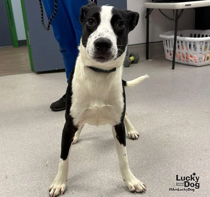 A young medium-sized male Labrador Retriever dog named Java for adoption in Washington, DC