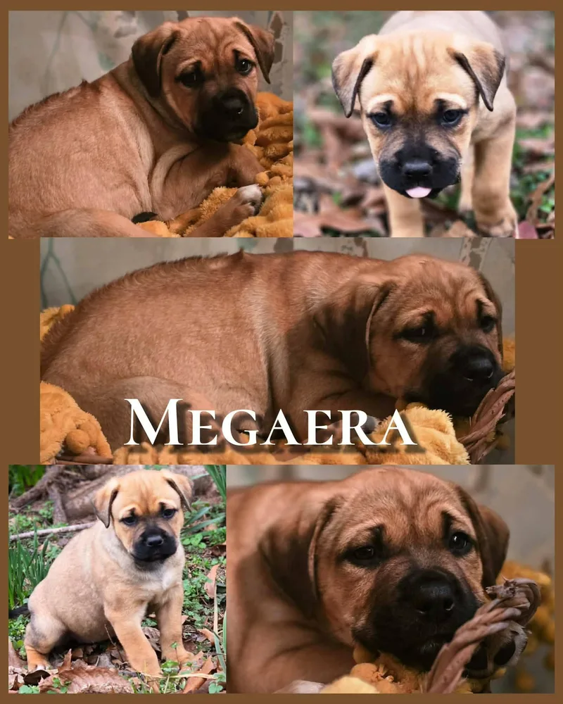 Megaera Sweet Baby Girl