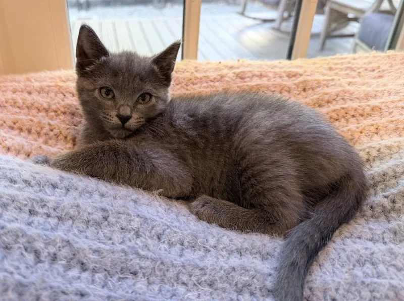 A baby small-sized female Gray / Blue / Silver Russian Blue cat named Shadow for adoption in Walnut Creek, CA
