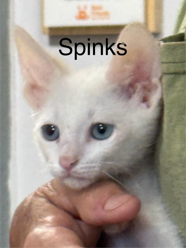 A baby small-sized male Domestic Short Hair cat named Spinks for adoption in Saint Francisville, LA