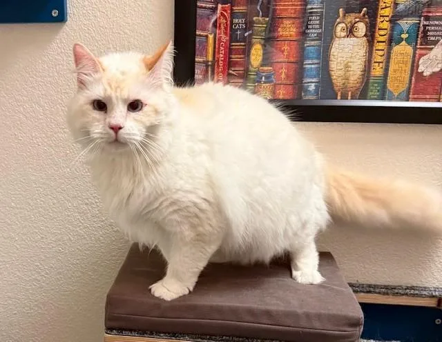 An adult medium-sized male Flame Point Domestic Long Hair cat named Sven for adoption in Sacramento, CA