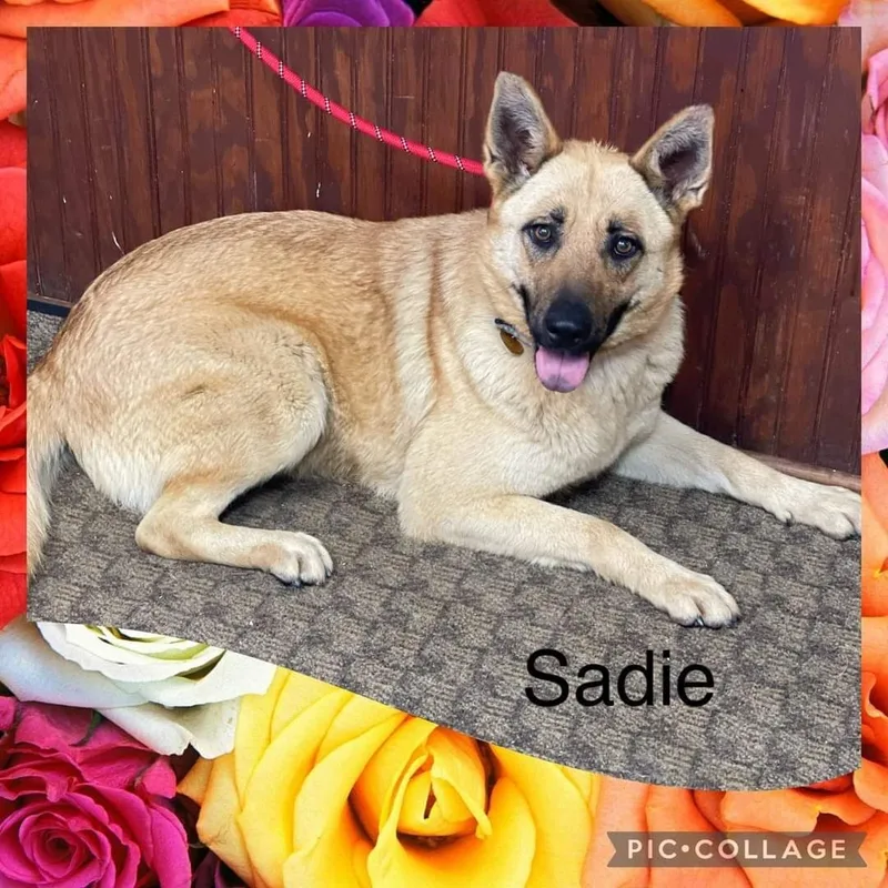 Sadie thumbnail 3