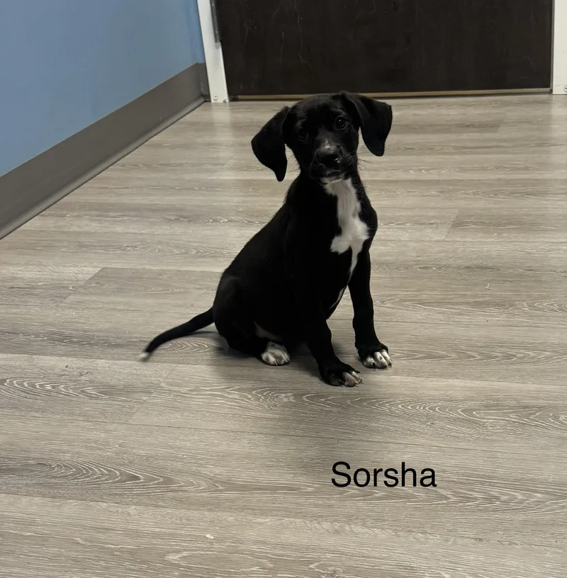 A young medium-sized female Black Labrador Retriever dog named Sorsha for adoption in Ulster, PA