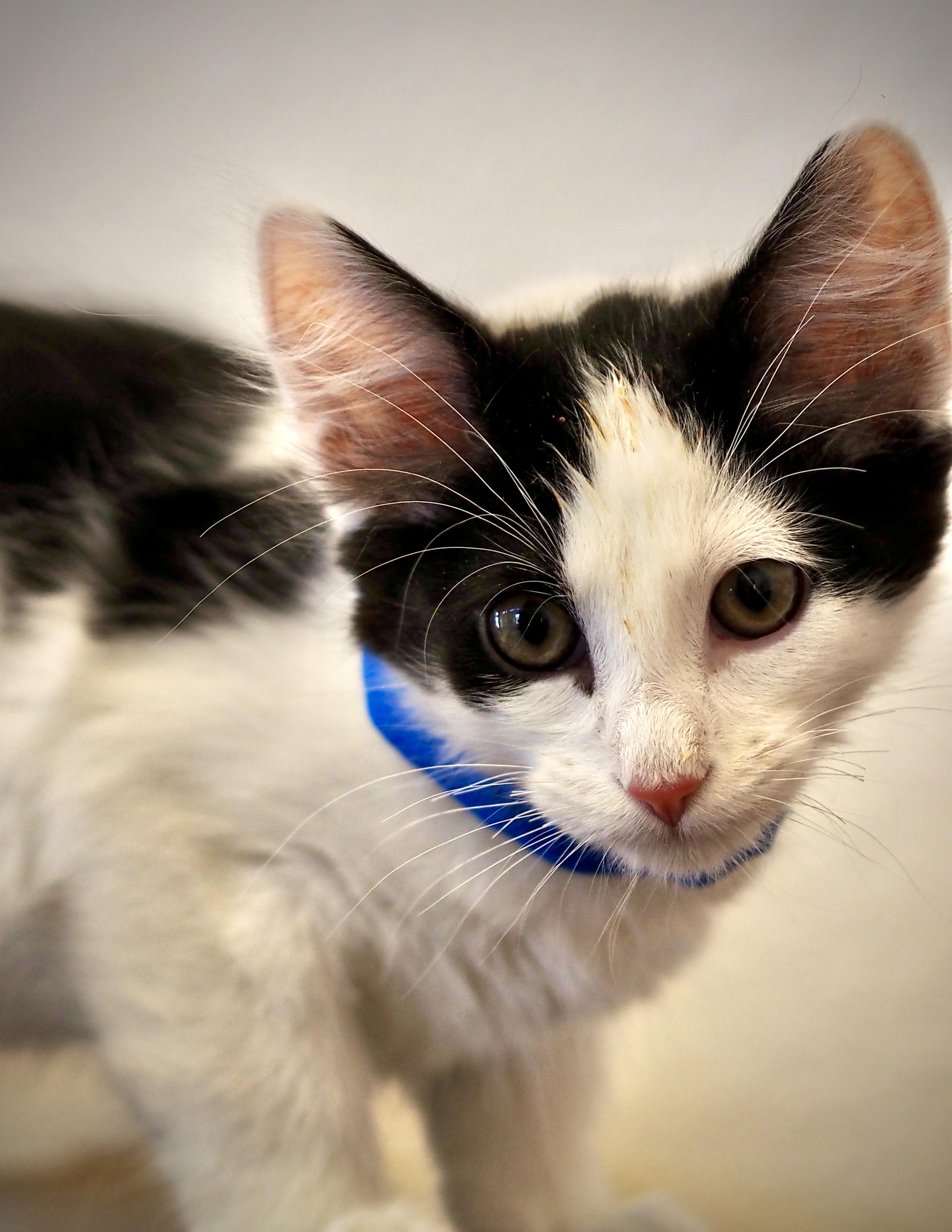 A baby medium-sized male Domestic Short Hair cat named Jigsaw for adoption in Buena Vista, CO