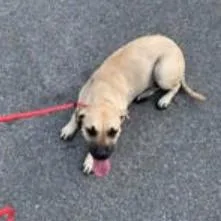 A young medium-sized female Black Mouth Cur dog named Elphaba for adoption in Austin, TX