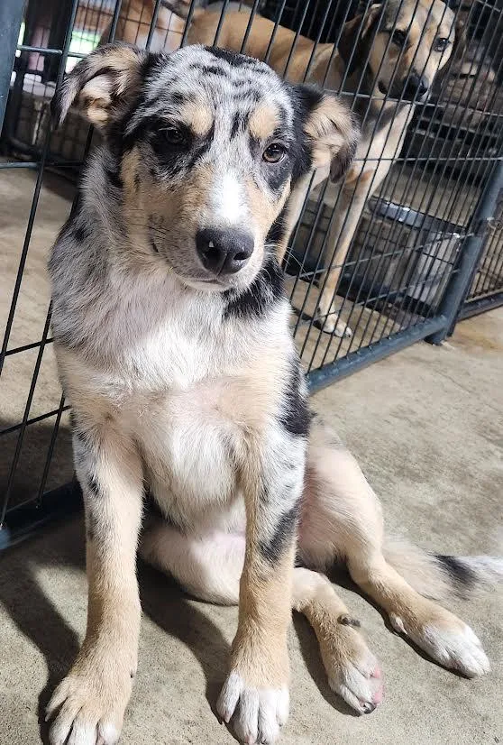 A young medium-sized female Tricolor (Brown, Black, & White) Australian Shepherd dog named Cleo for adoption in Marshall, AR