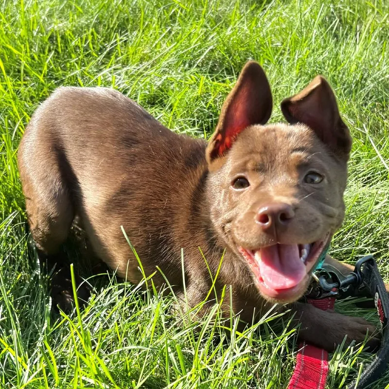 A baby medium-sized female Brown / Chocolate Pit Bull Terrier dog named Traveler for adoption in South Elgin, IL