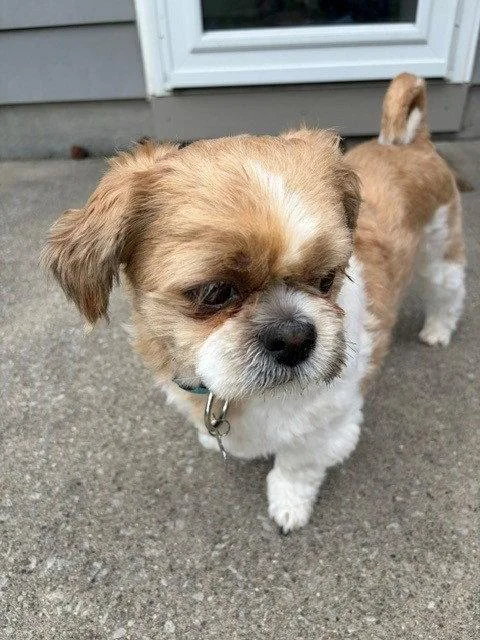 Benji thumbnail 3