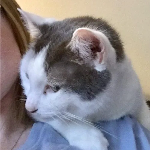 A senior medium-sized male Tabby (Brown / Chocolate) Domestic Short Hair cat named Coco & Tubs for adoption in Seven Valleys, PA