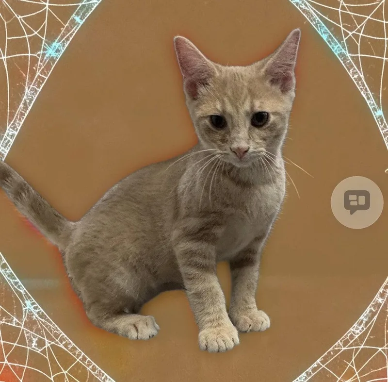 A baby medium-sized female Domestic Short Hair cat named Lolly for adoption in Walled Lake, MI