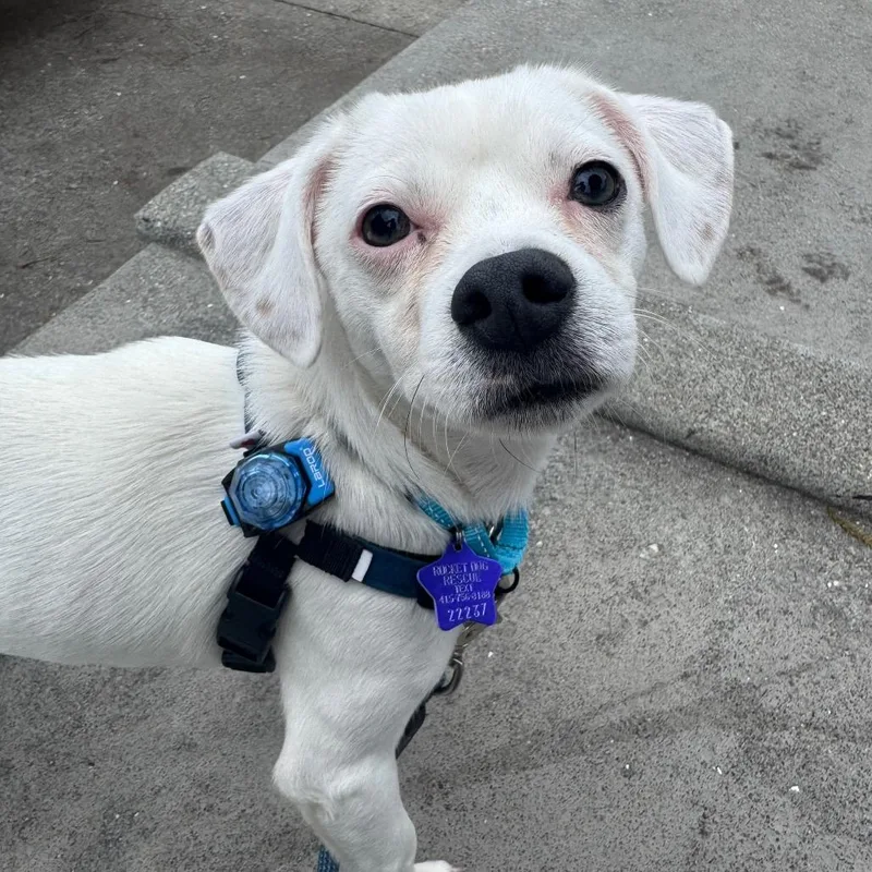 A young small-sized male White / Cream Mixed Breed dog named Zazu for adoption in San Francisco, CA