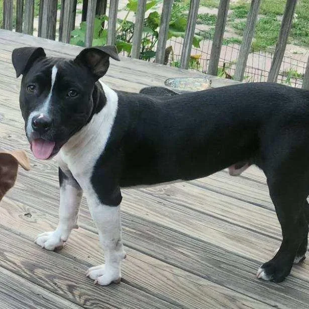 Roscoe thumbnail 2