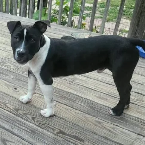 Roscoe thumbnail 3