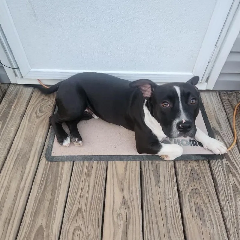 Roscoe thumbnail 4