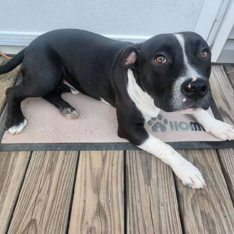 Roscoe thumbnail 6