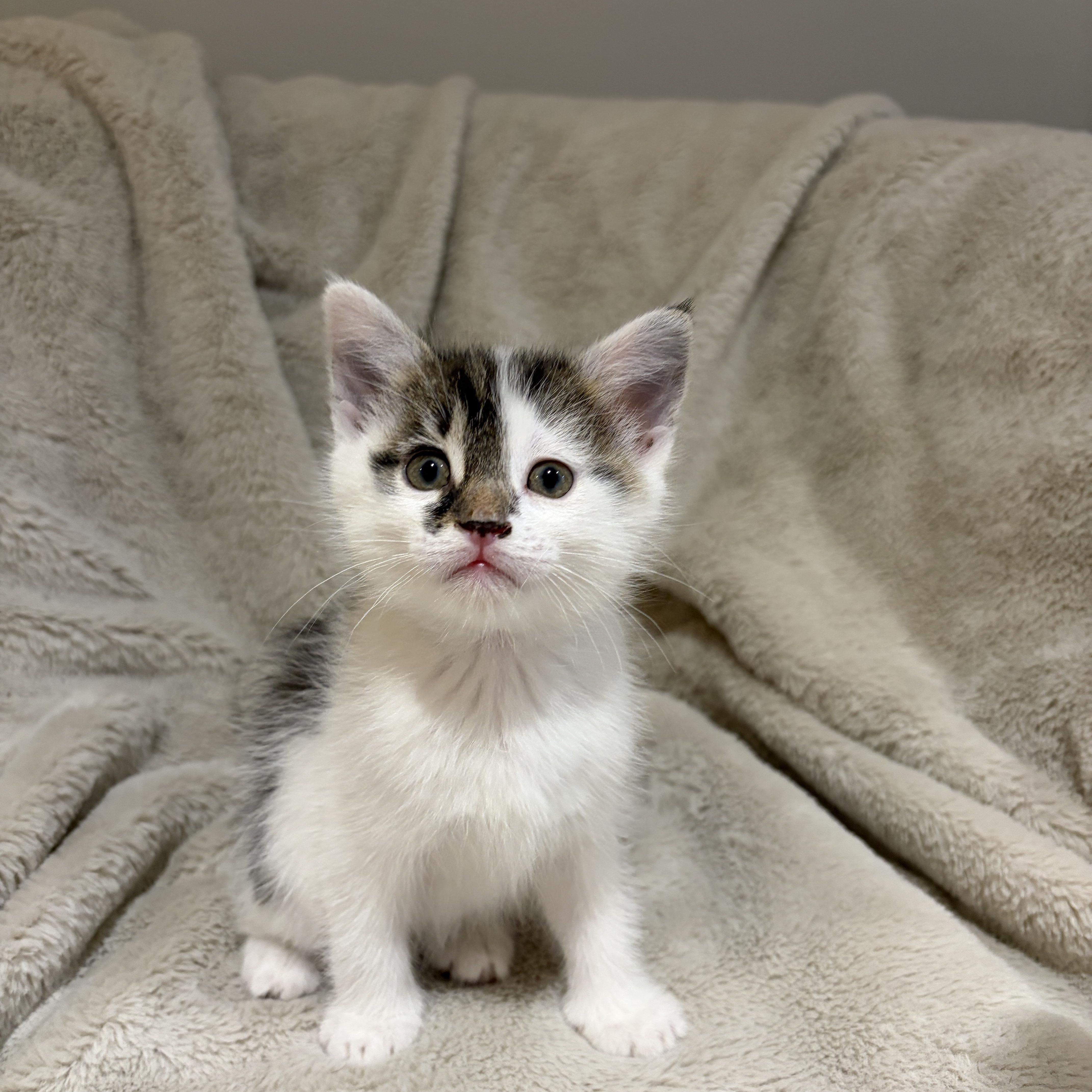 A baby medium-sized female White American Shorthair cat named Leah for adoption in Wadsworth, IL