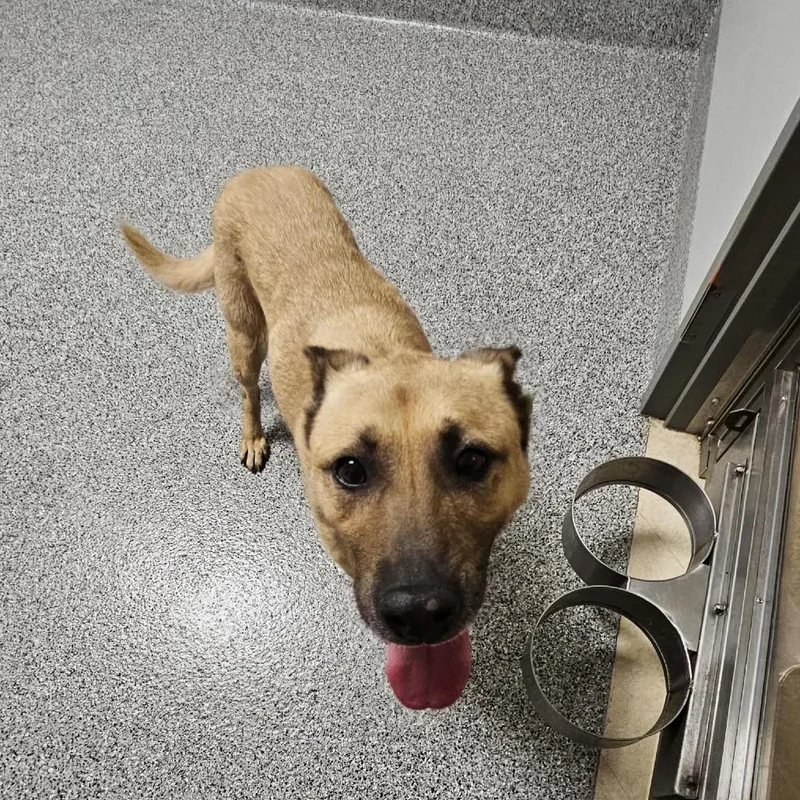 An adult large-sized female Yellow / Tan / Blond / Fawn German Shepherd Dog dog named Darla for adoption in Wichita, KS