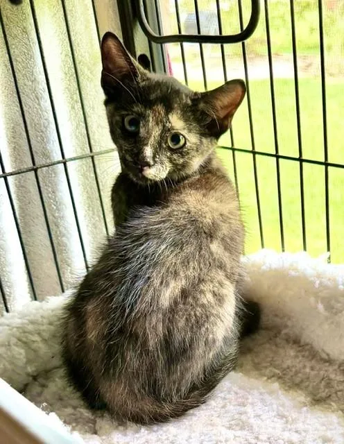 A baby medium-sized female Tortoiseshell cat named Derbie And Belmont for adoption in Homestead, FL