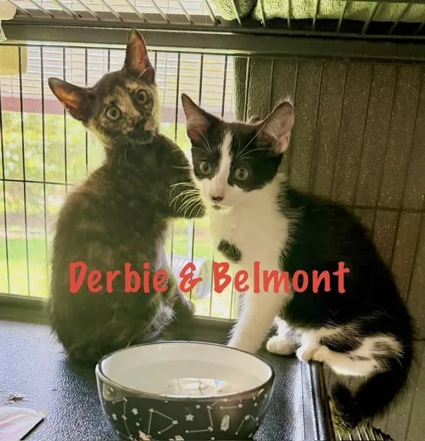 Derbie And Belmont thumbnail 2