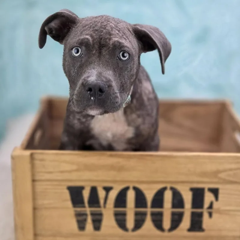 A baby small-sized female Gray / Blue / Silver Mixed Breed dog named Lora for adoption in Edwardsville, IL