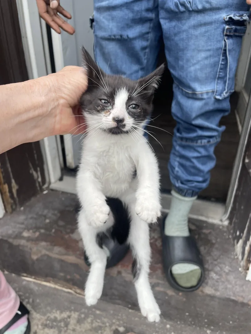 A baby medium-sized female Black & White / Tuxedo Domestic Short Hair cat named Tiny Dancer for adoption in Trenton, NJ
