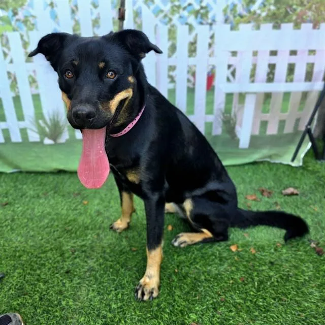 A young large-sized female German Shepherd Dog dog named Carmelita for adoption in Long Beach, CA