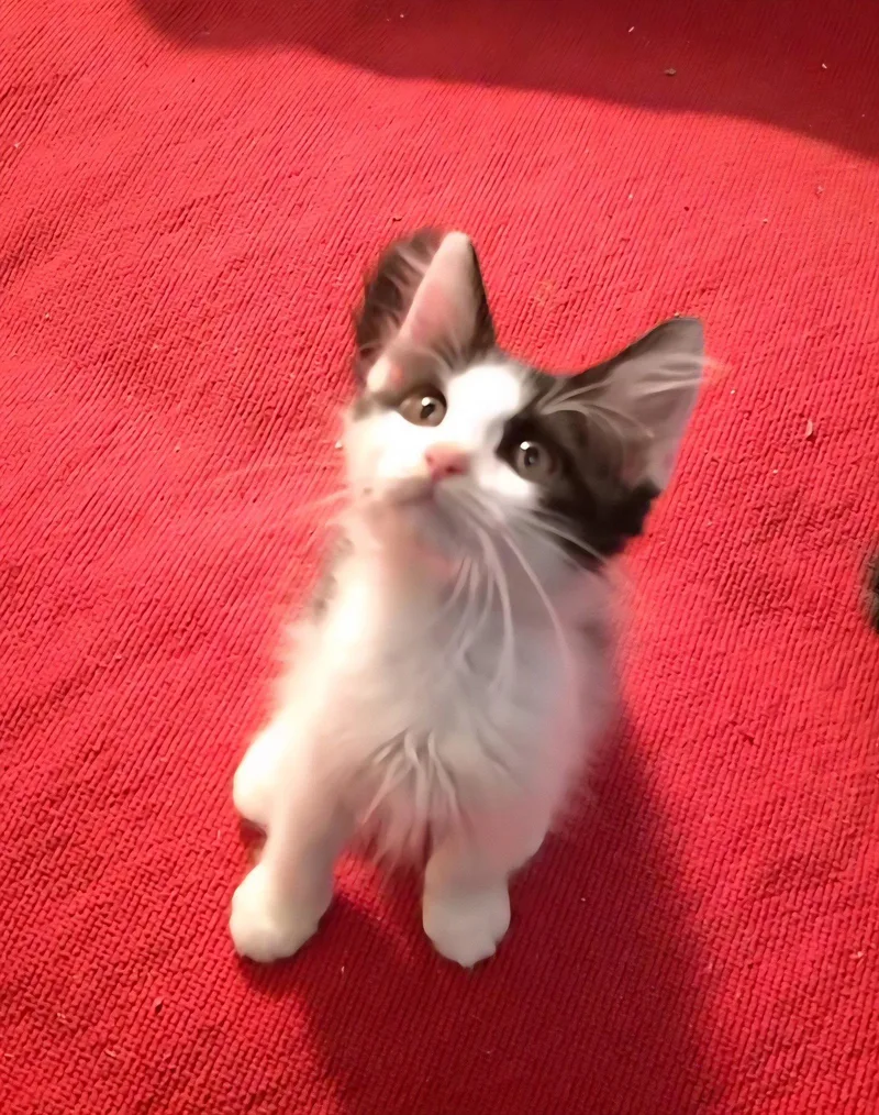Tony