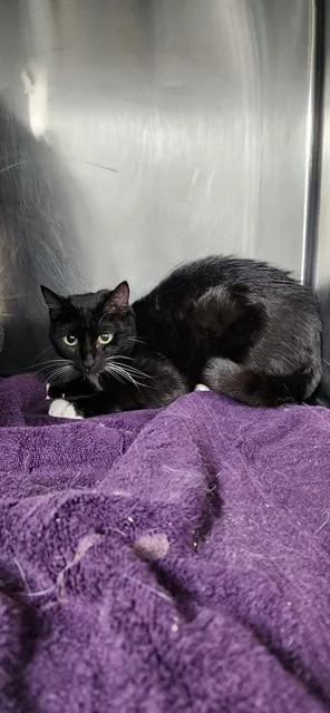 A young medium-sized female Domestic Short Hair cat named Aveline for adoption in Fort Walton Beach, FL