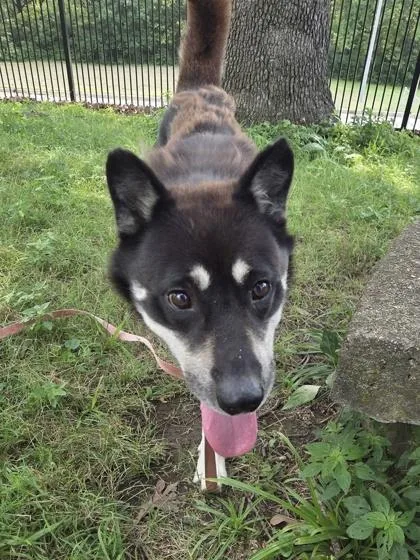 An adult large-sized male Black Siberian Husky dog named Lucas for adoption in Kansas City, MO