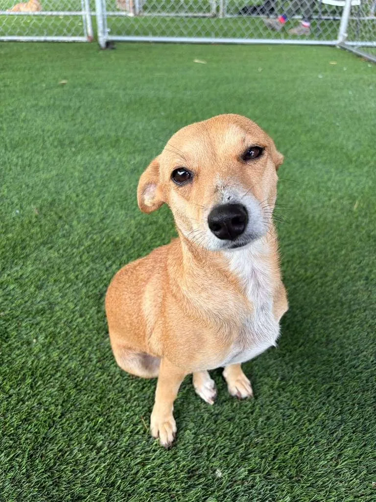An adult small-sized female Mixed Breed dog named Hannah for adoption in Brooklyn, NY