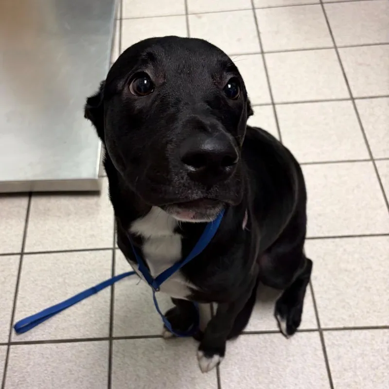 A young small-sized male Black Mixed Breed dog named Parker for adoption in Charleston, WV