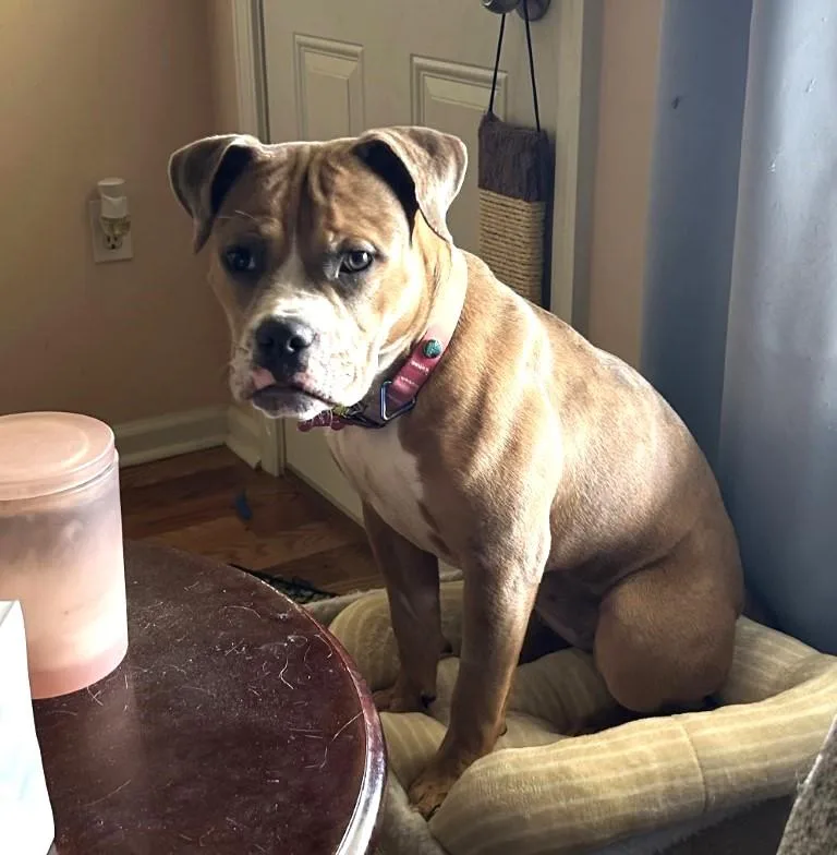 A young medium-sized female Boxer dog named Winnie for adoption in Germantown, TN