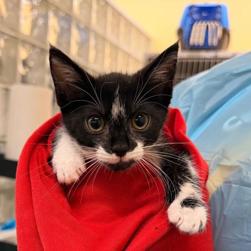 A baby small-sized female Black Domestic Short Hair cat named Melanie for adoption in West Palm Beach, FL