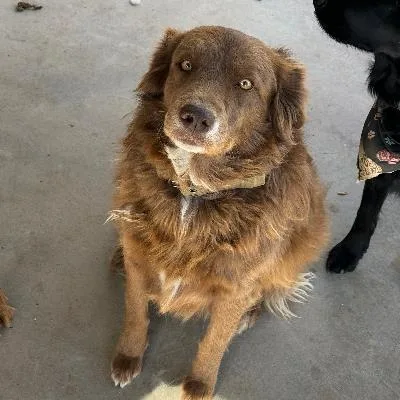 An adult medium-sized female Red / Chestnut / Orange Border Collie dog named Olive for adoption in El Paso, TX