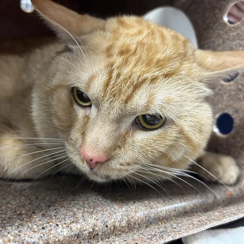 A young large-sized male Domestic Short Hair cat named Papin for adoption in Newark, NJ